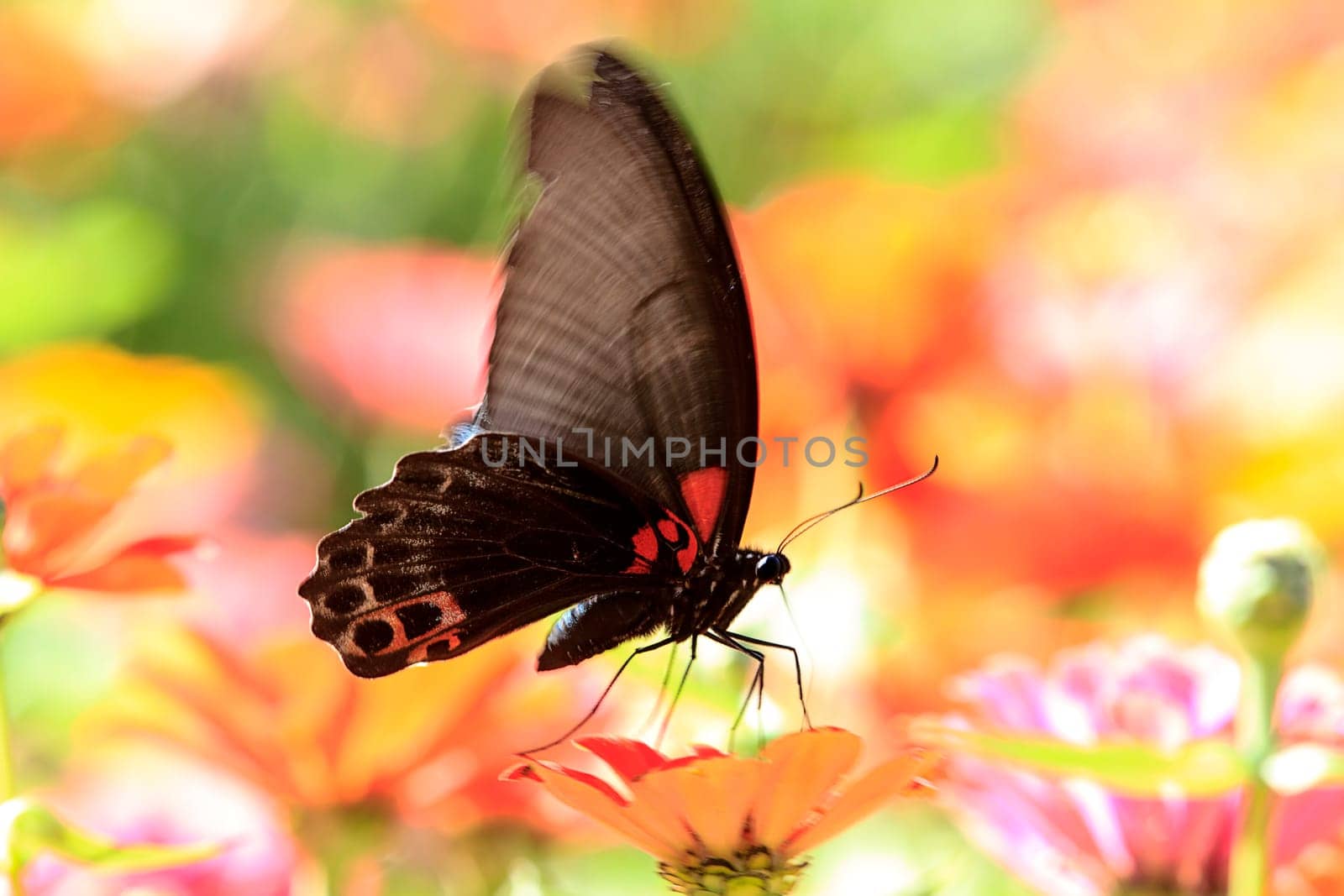 butterflies flying in cosmos flowers
