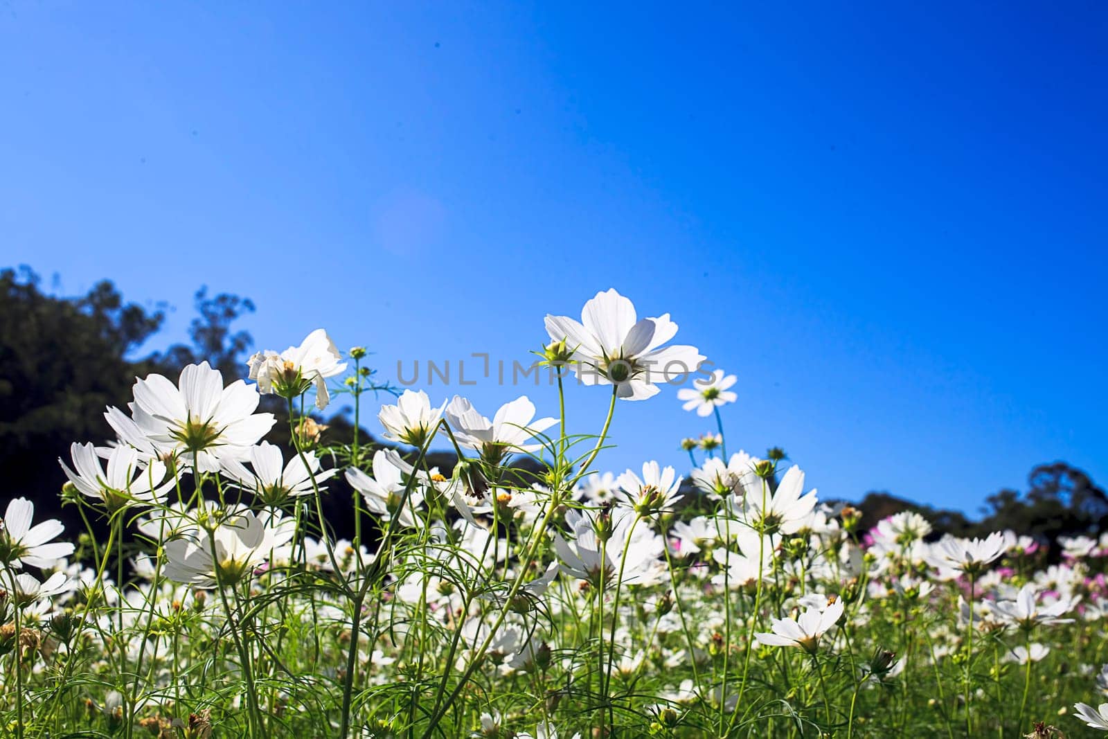 field of daisy flowers for adv or others purpose use