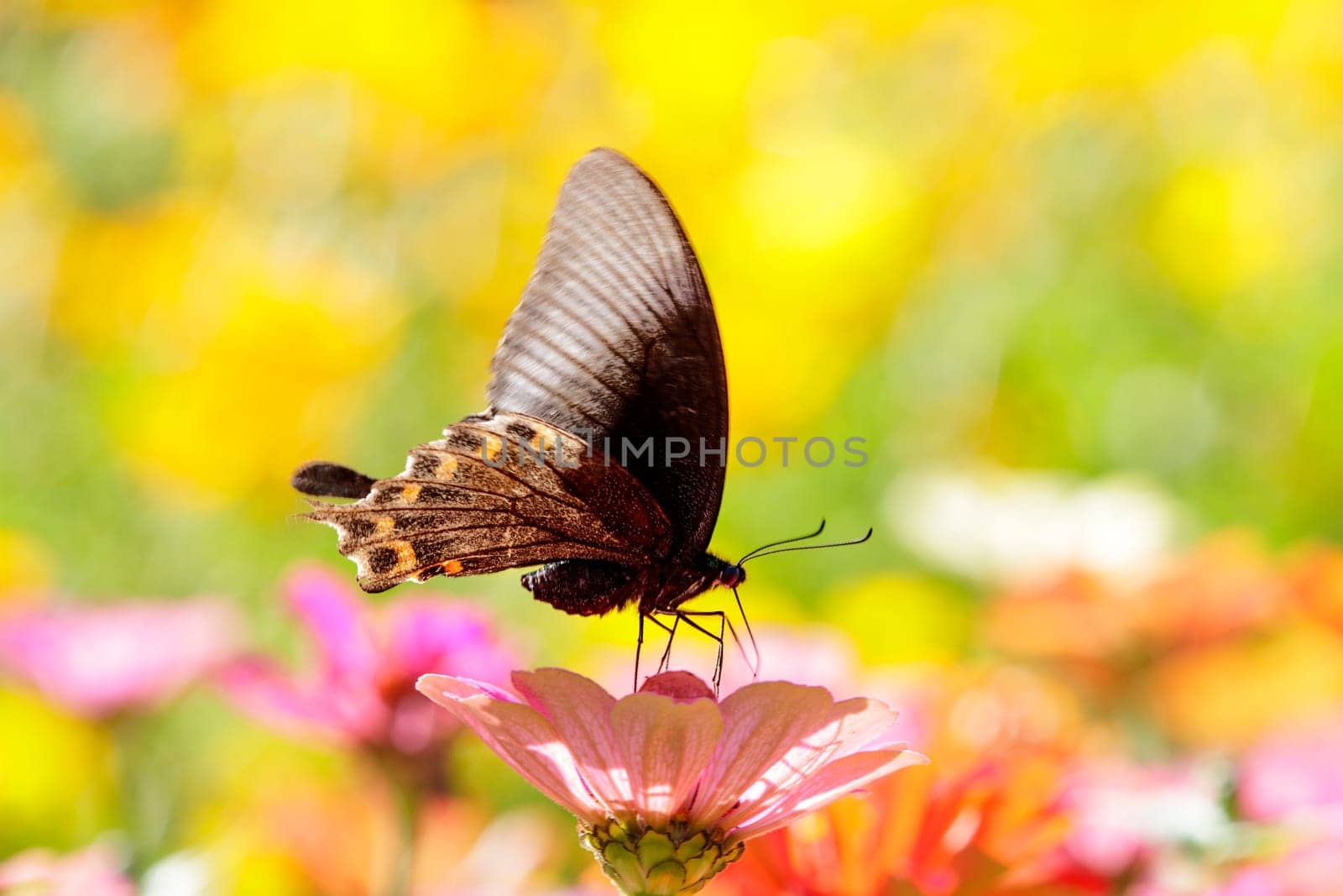 butterflies flying in cosmos flowers