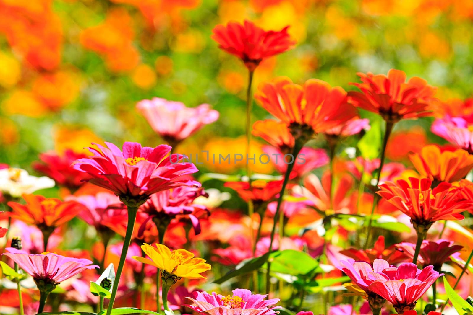 field of daisy flowers for adv or others purpose use