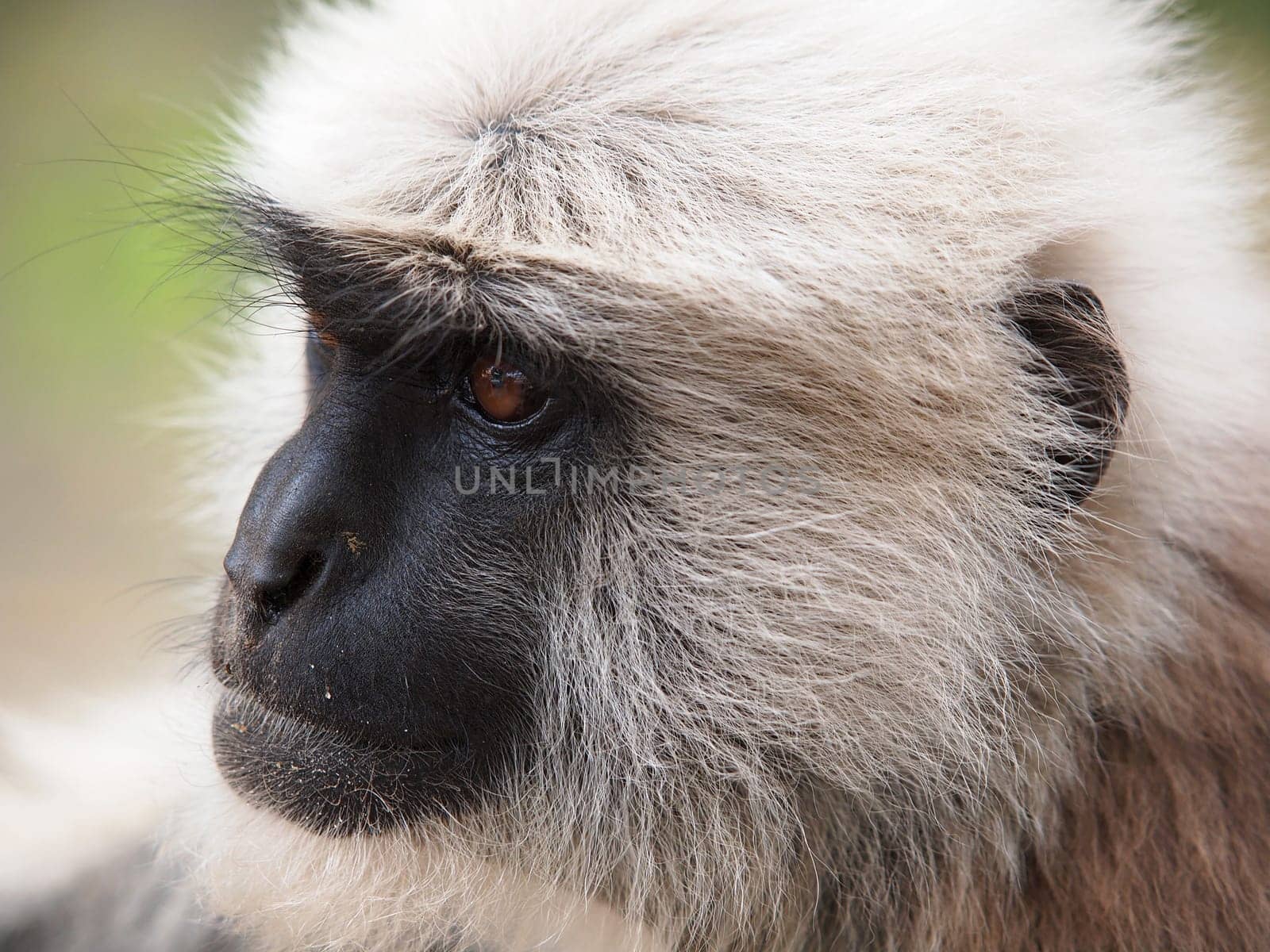 portrait of white monkey with sead face