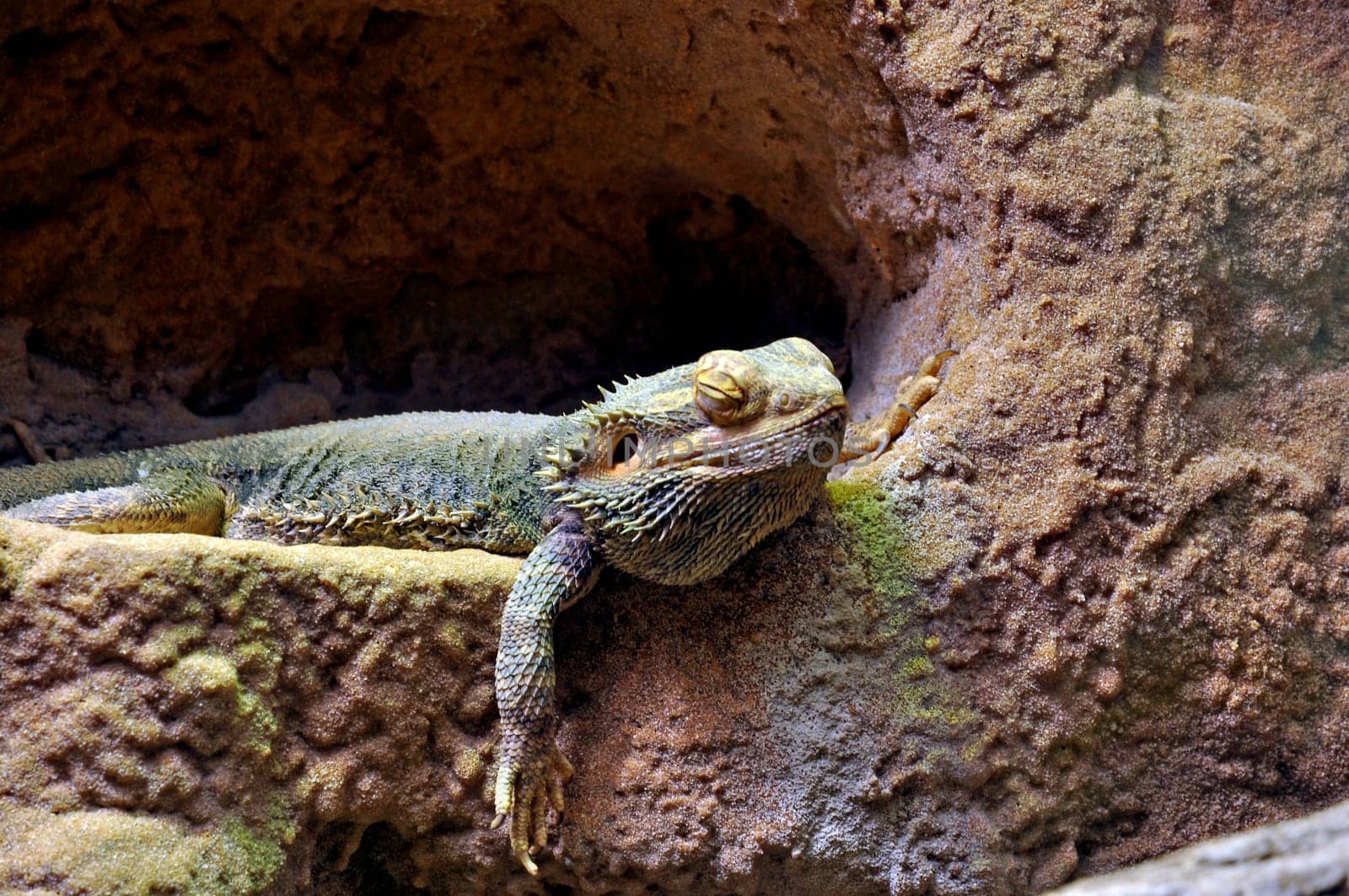 Bearded dragon