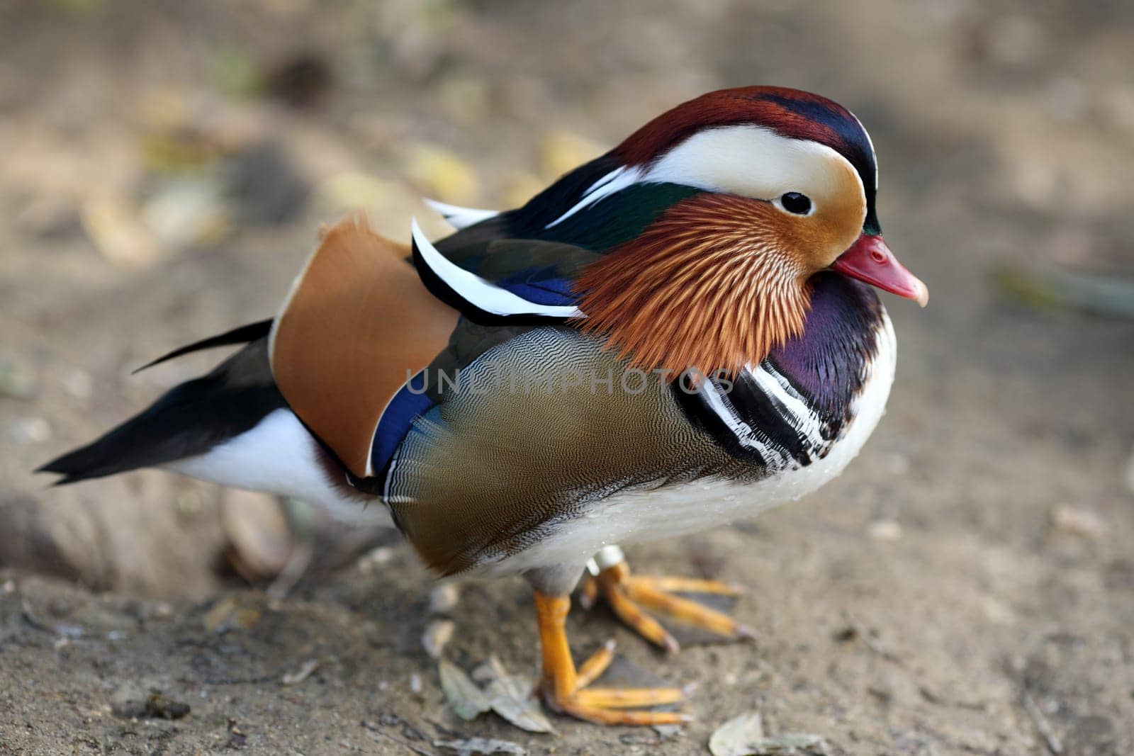 Details of a side view of a mandarin duck in nature.