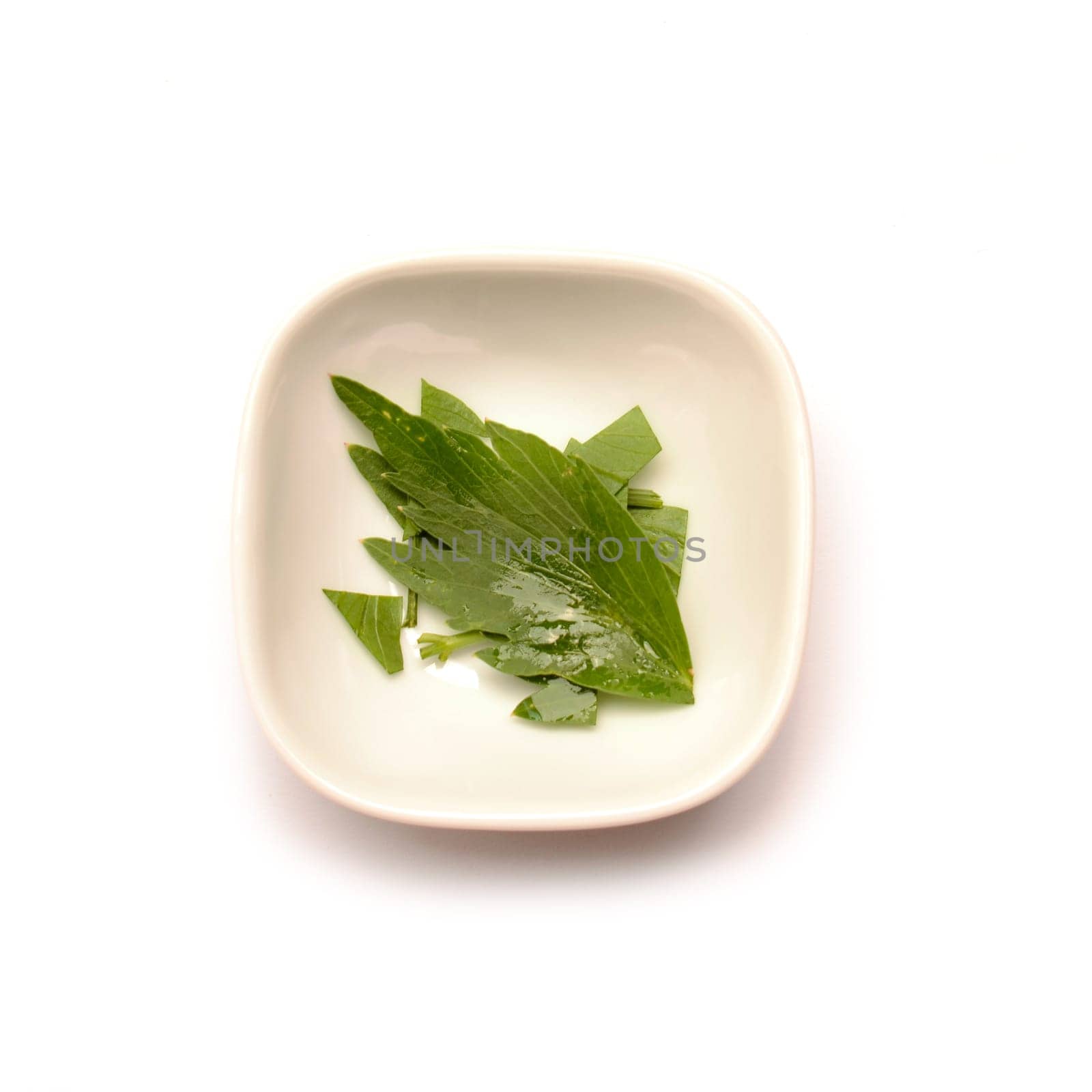 Lovage (Levisticum officinale)