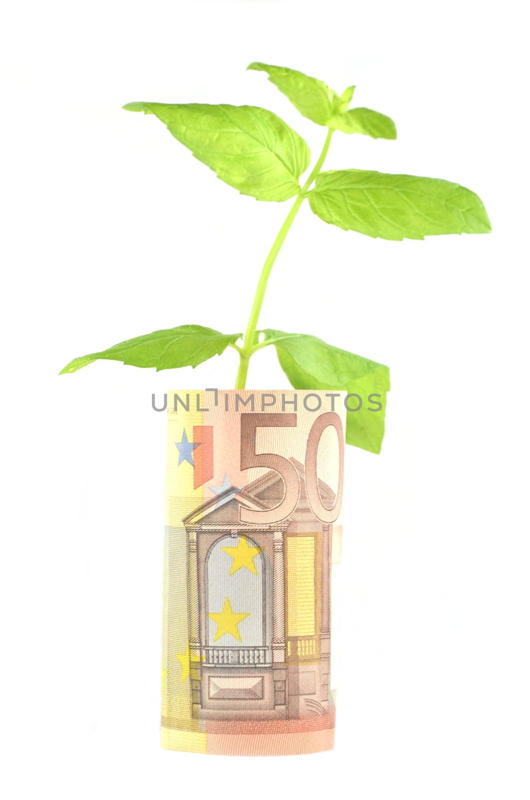 green plant growing out of banknotes isolated on white