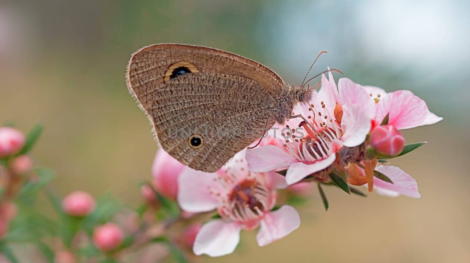 Australian Dingy Ring or Dusky Knight Ypthima arctous butterfly collecting nectar in garden