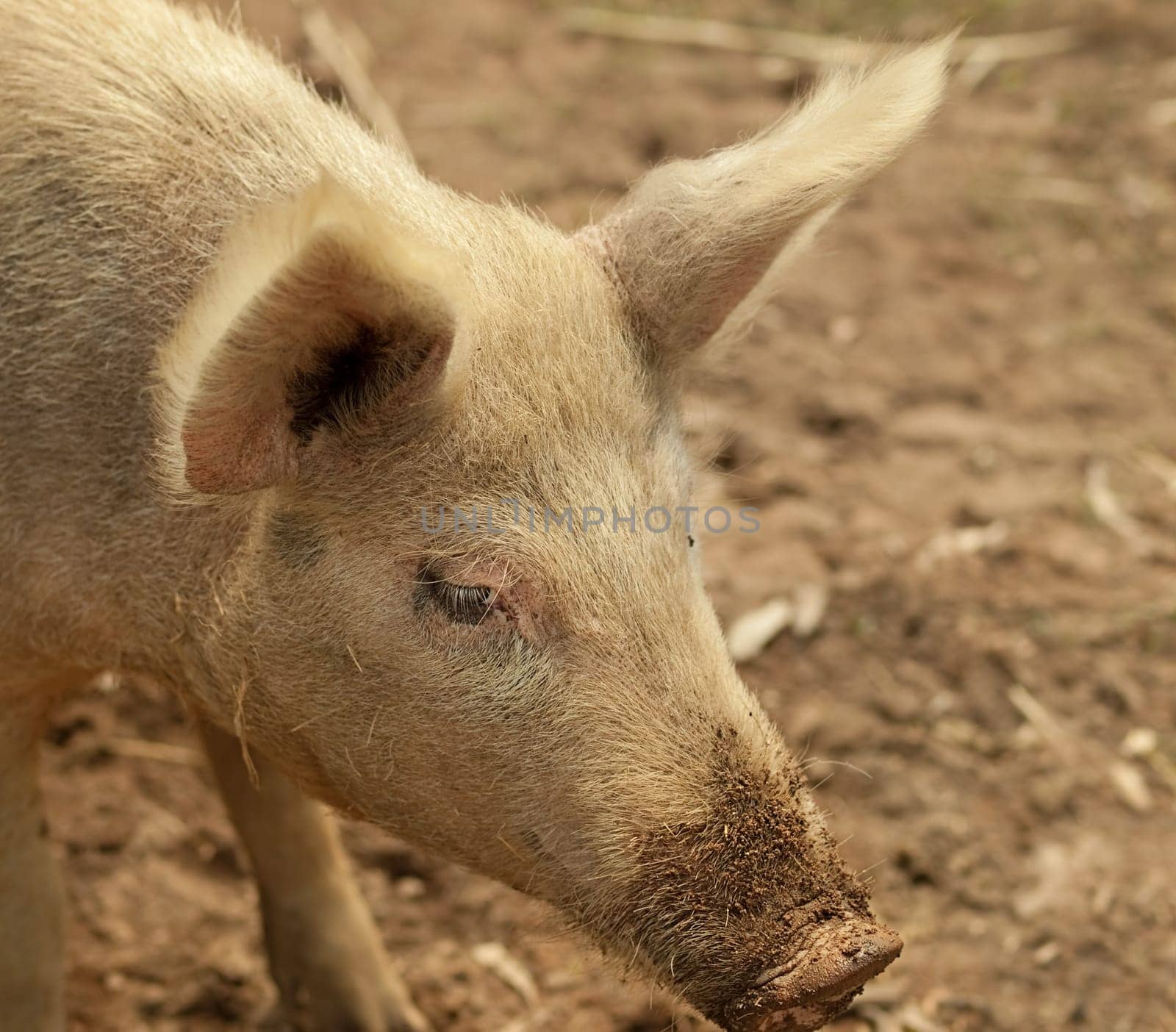 portrait of pig live animal on a farm with muddy snout