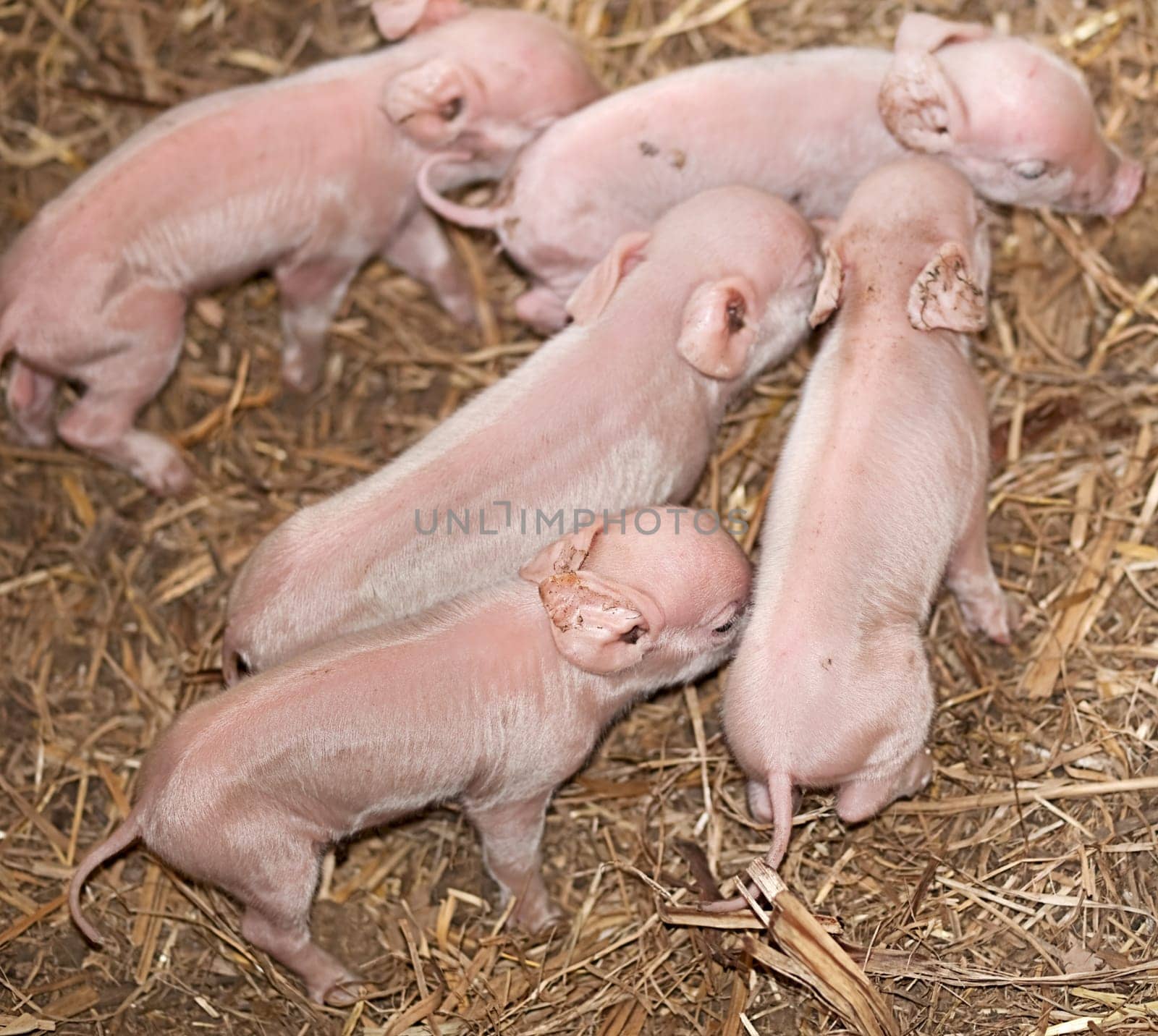 Five baby piglets newborn pigs live animals one day old on farm