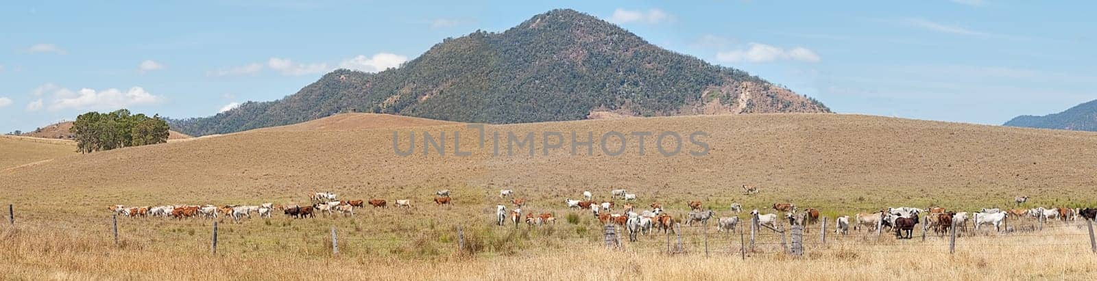 Outback rural Australia panorama landscape cattle country cows on ranch and mountain view