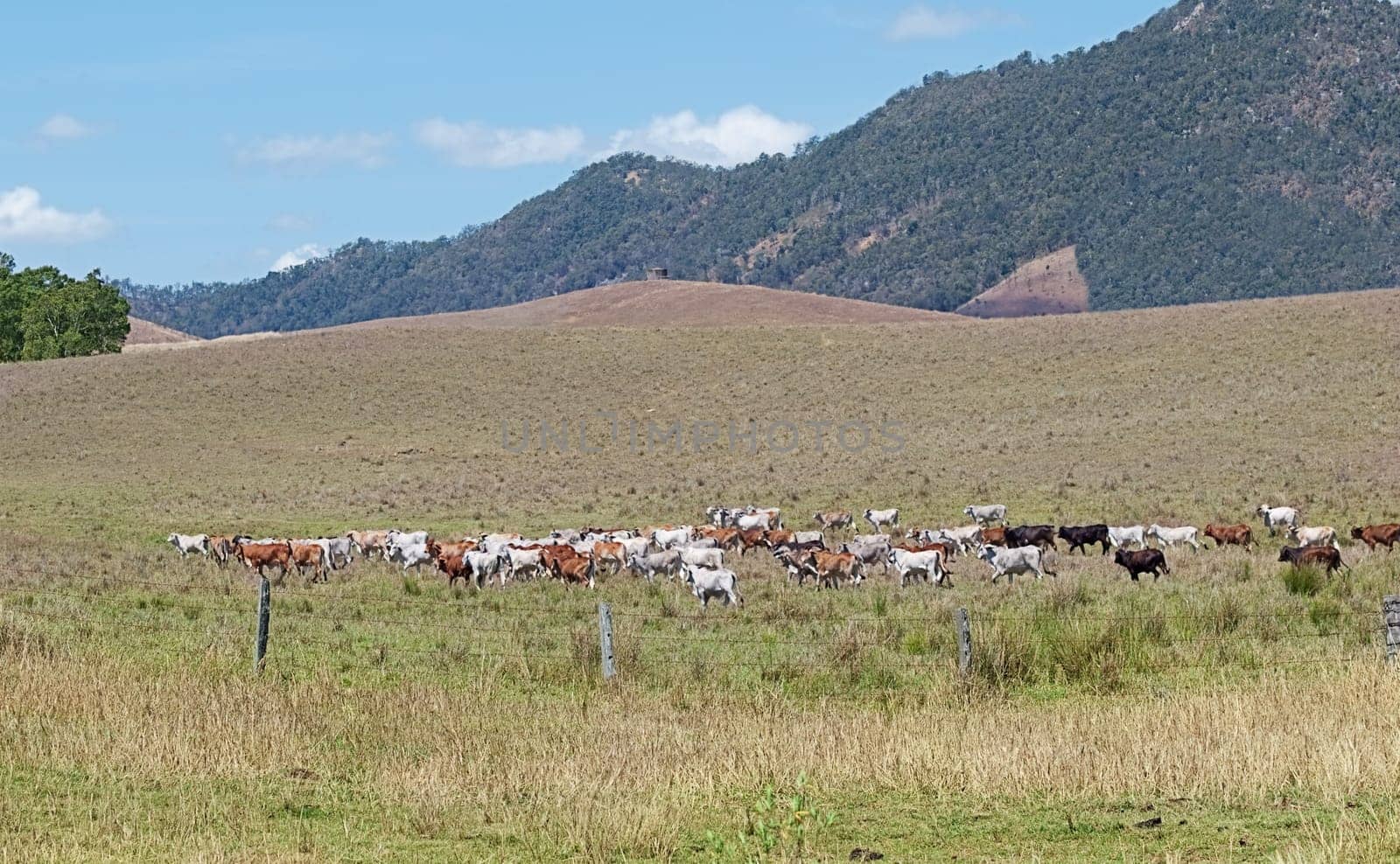 Australian beef cattle and cows cross ranch farmland in Australia for agricultural landscape