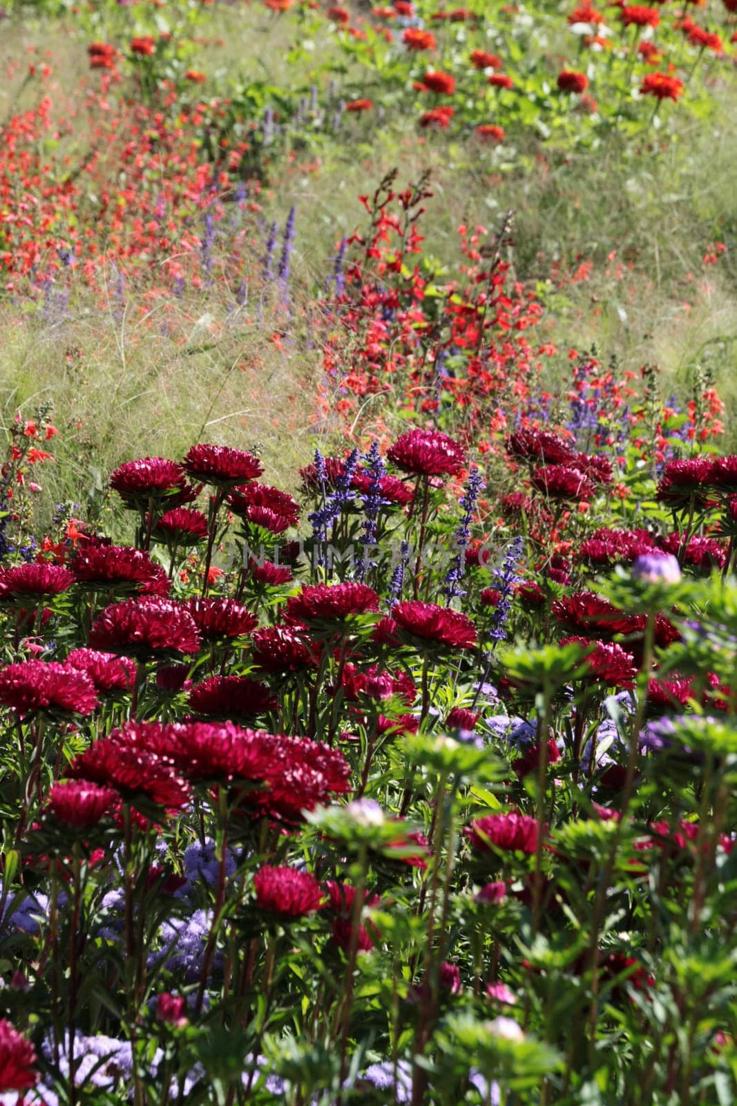 Colourful flower meadow