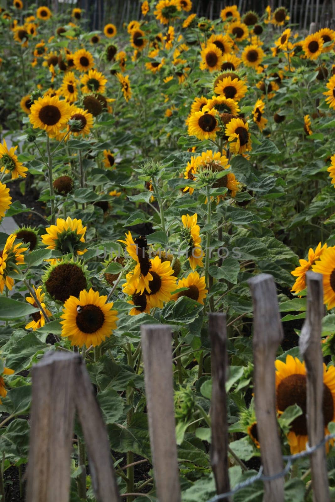 Sunflowers behind a fence