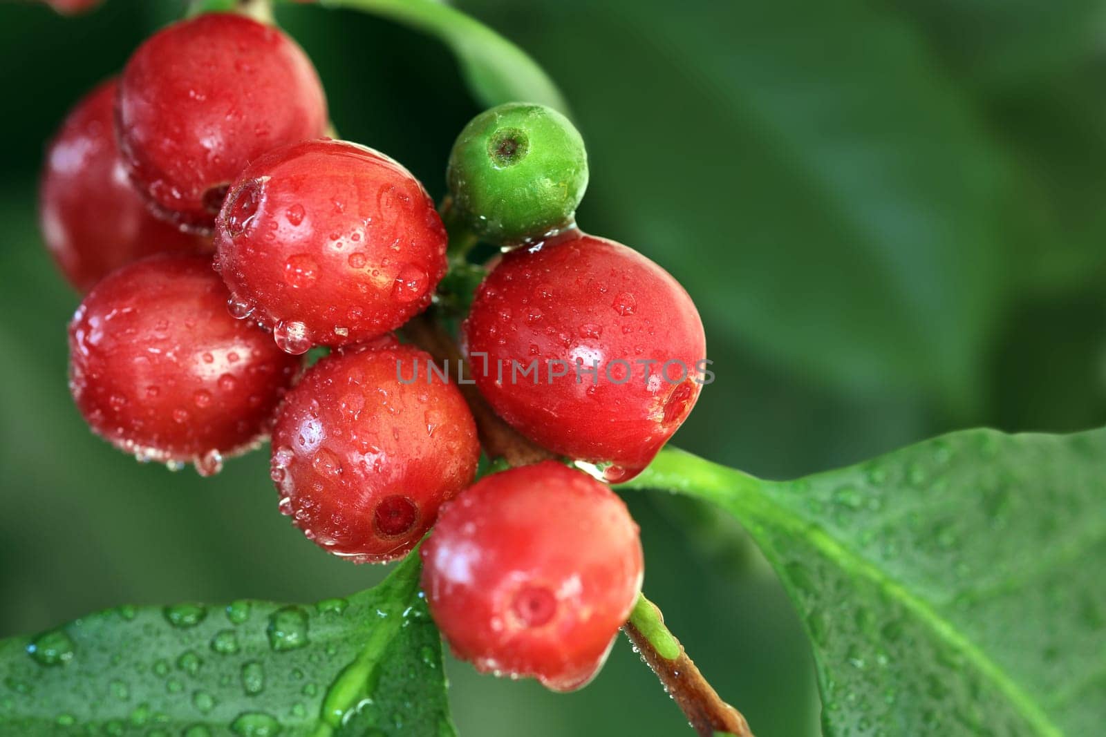 Coffee cherries,fruits of the coffee plant
