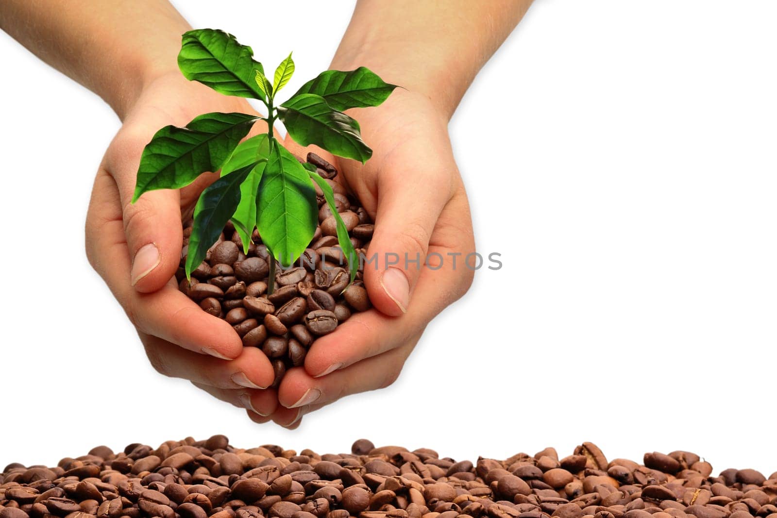 Hands with coffee tree,isolated