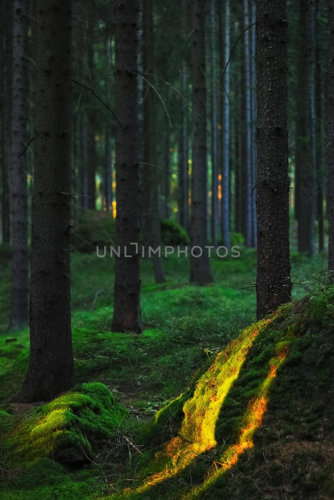 Evening strip light in the forest