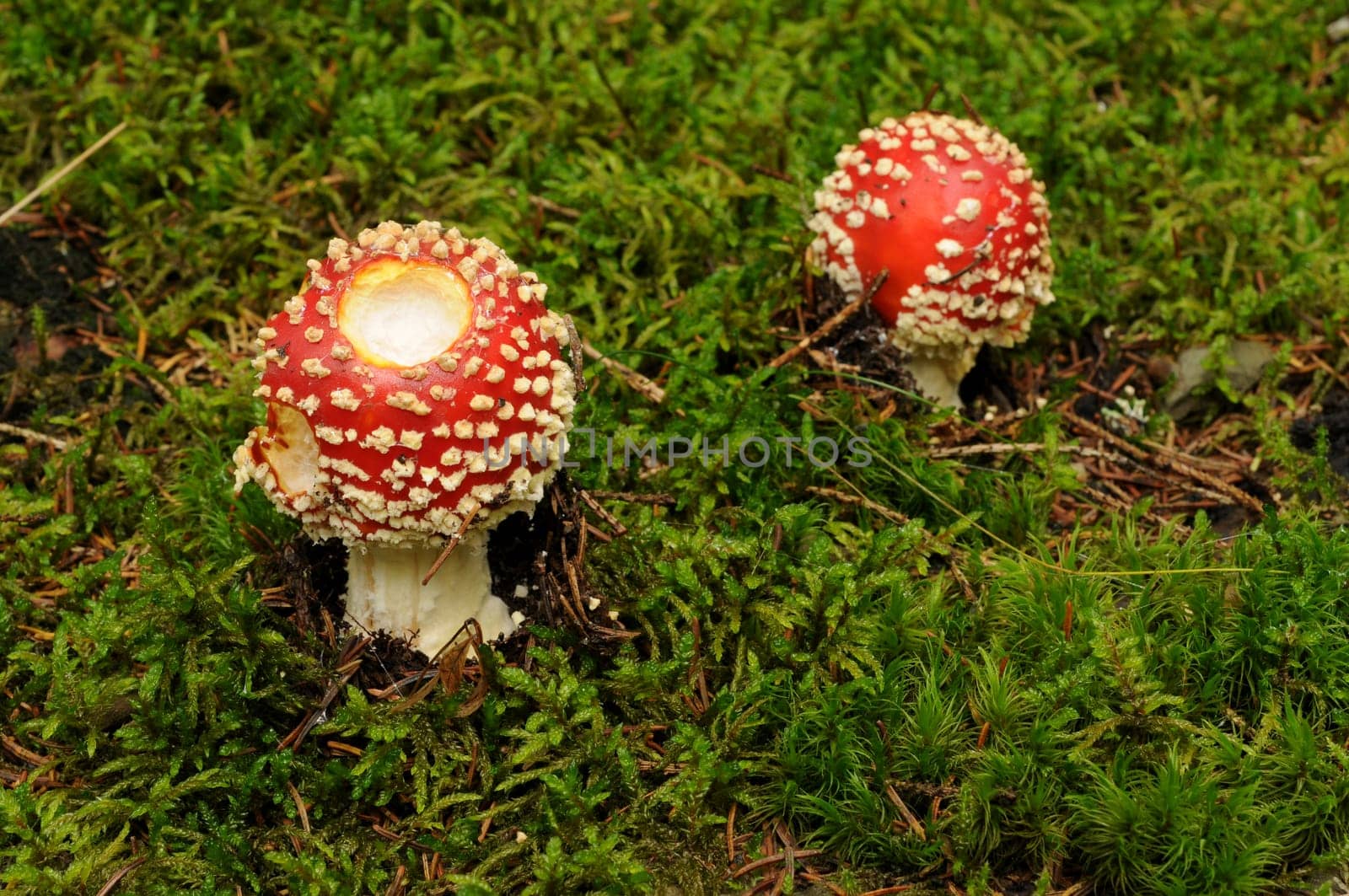 Small toadstools