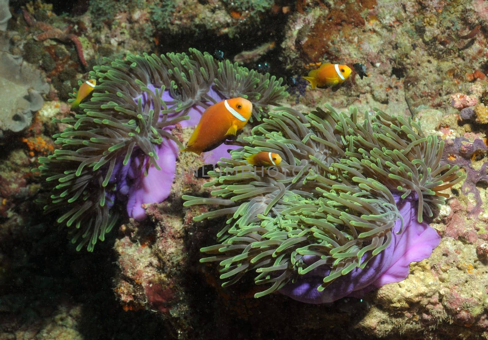 Nemos
