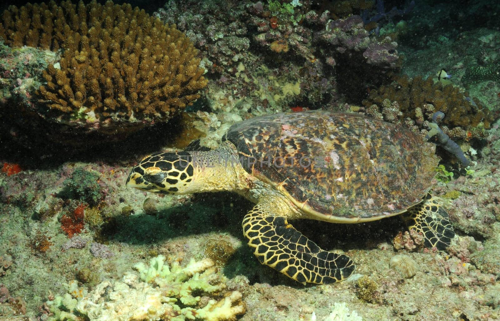 green sea turtle