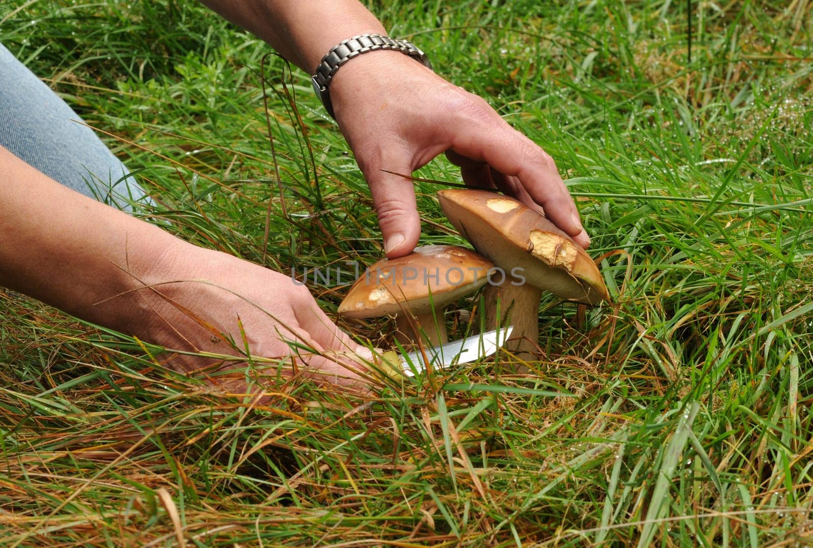 Cutting mushrooms