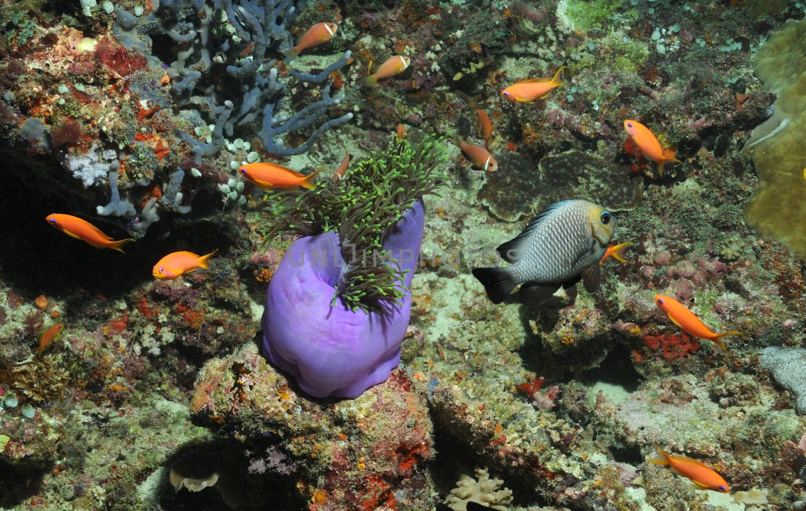Damselfish