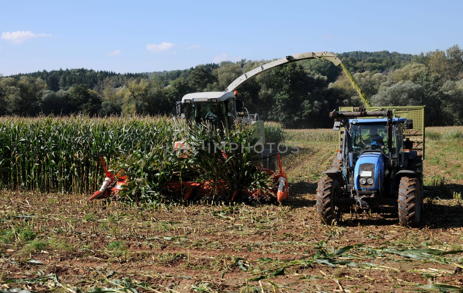 Harvesting maize