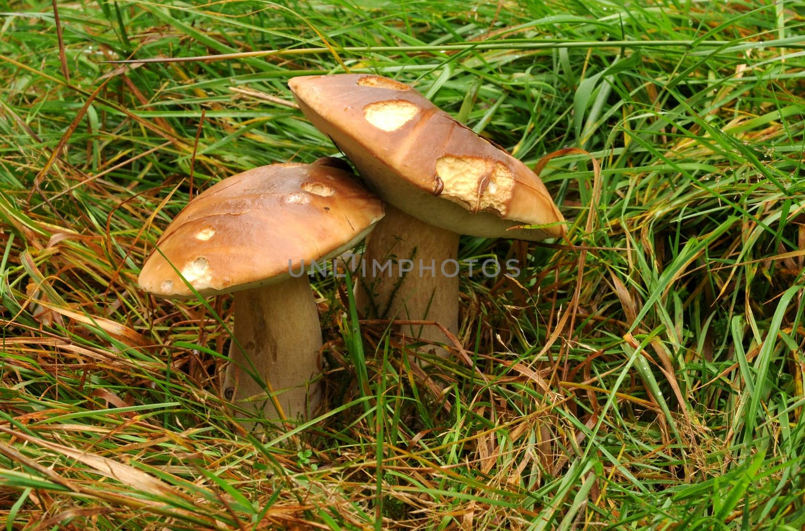 Boletuses