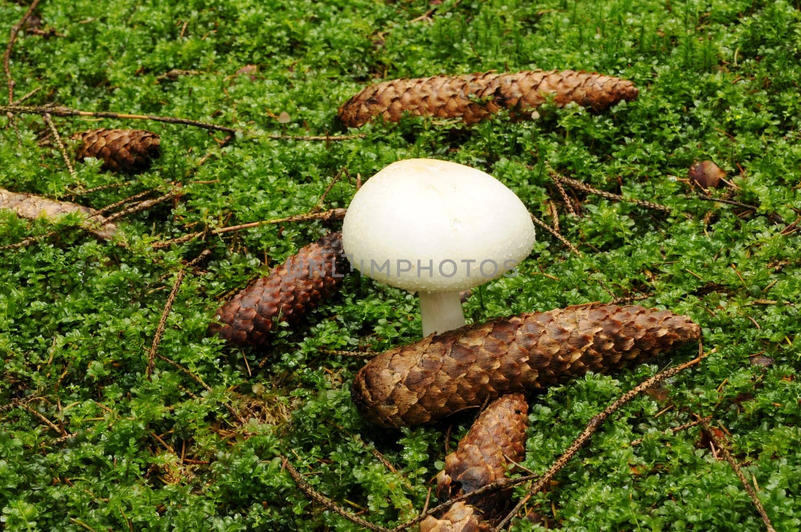 Forest mushroom