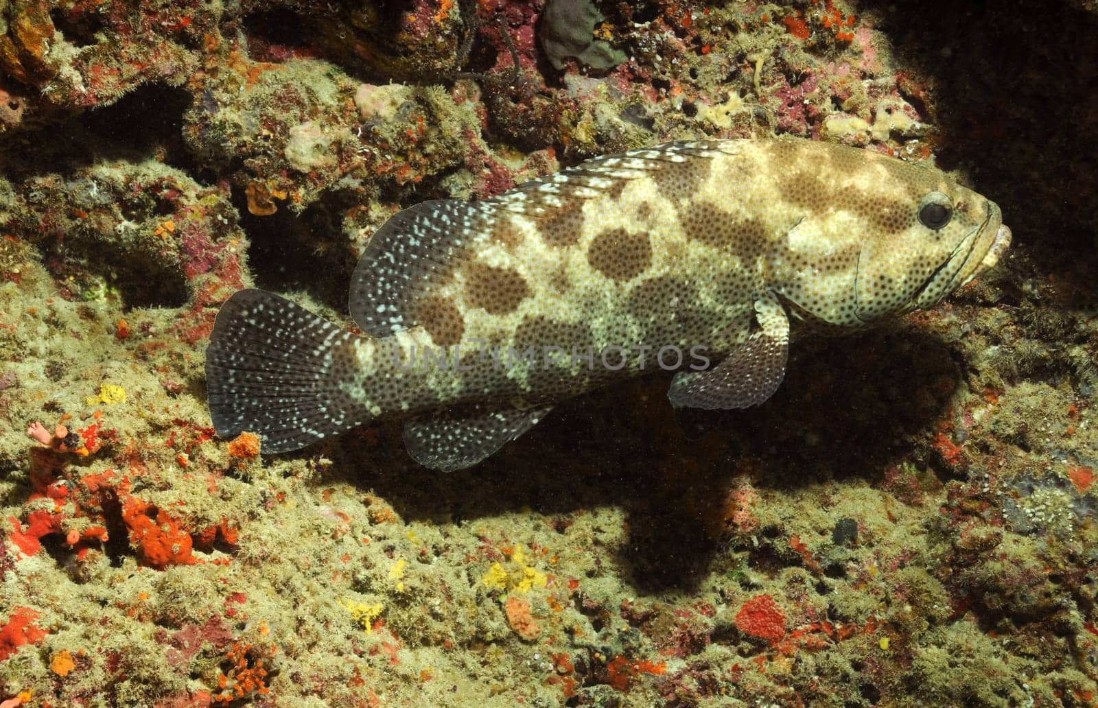 Grouper