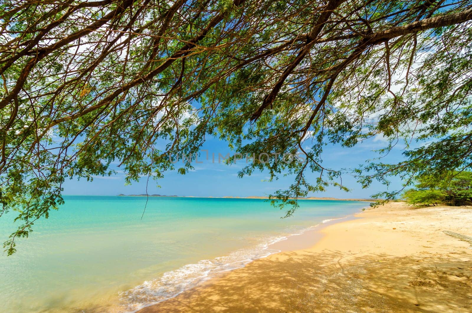 Low hanging branches of a tree on a Caribbean beach in La Guajira, Colombia