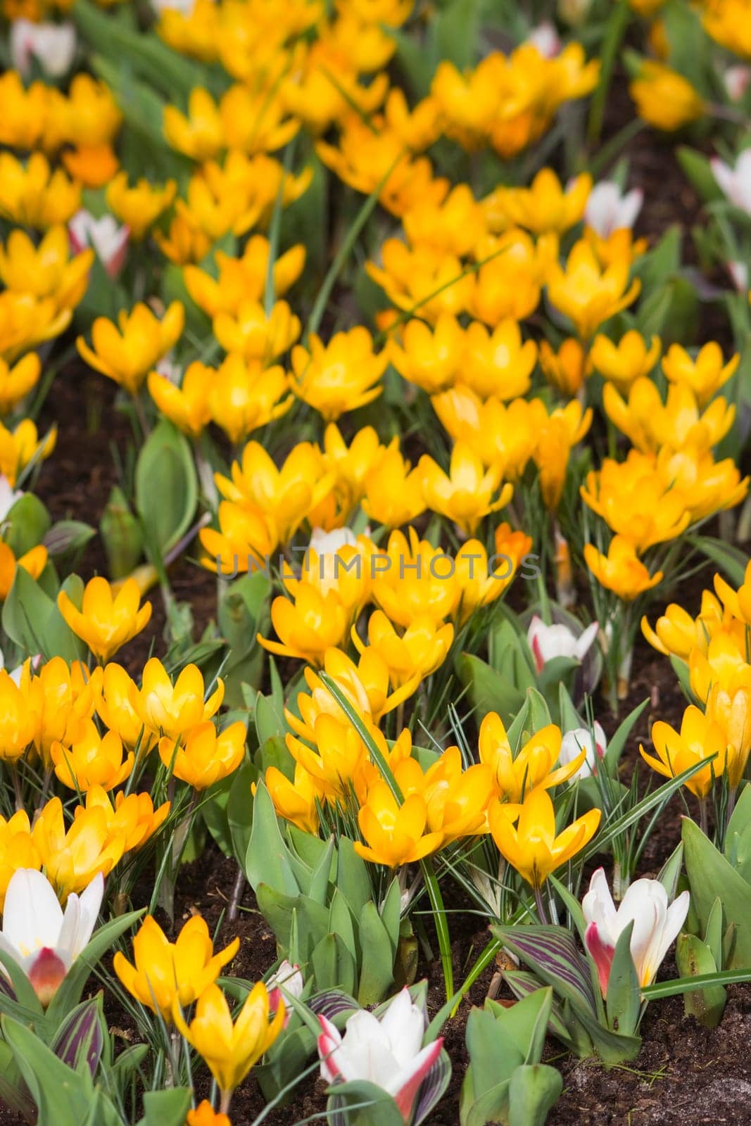blooming crocus flowers, Keukenhof