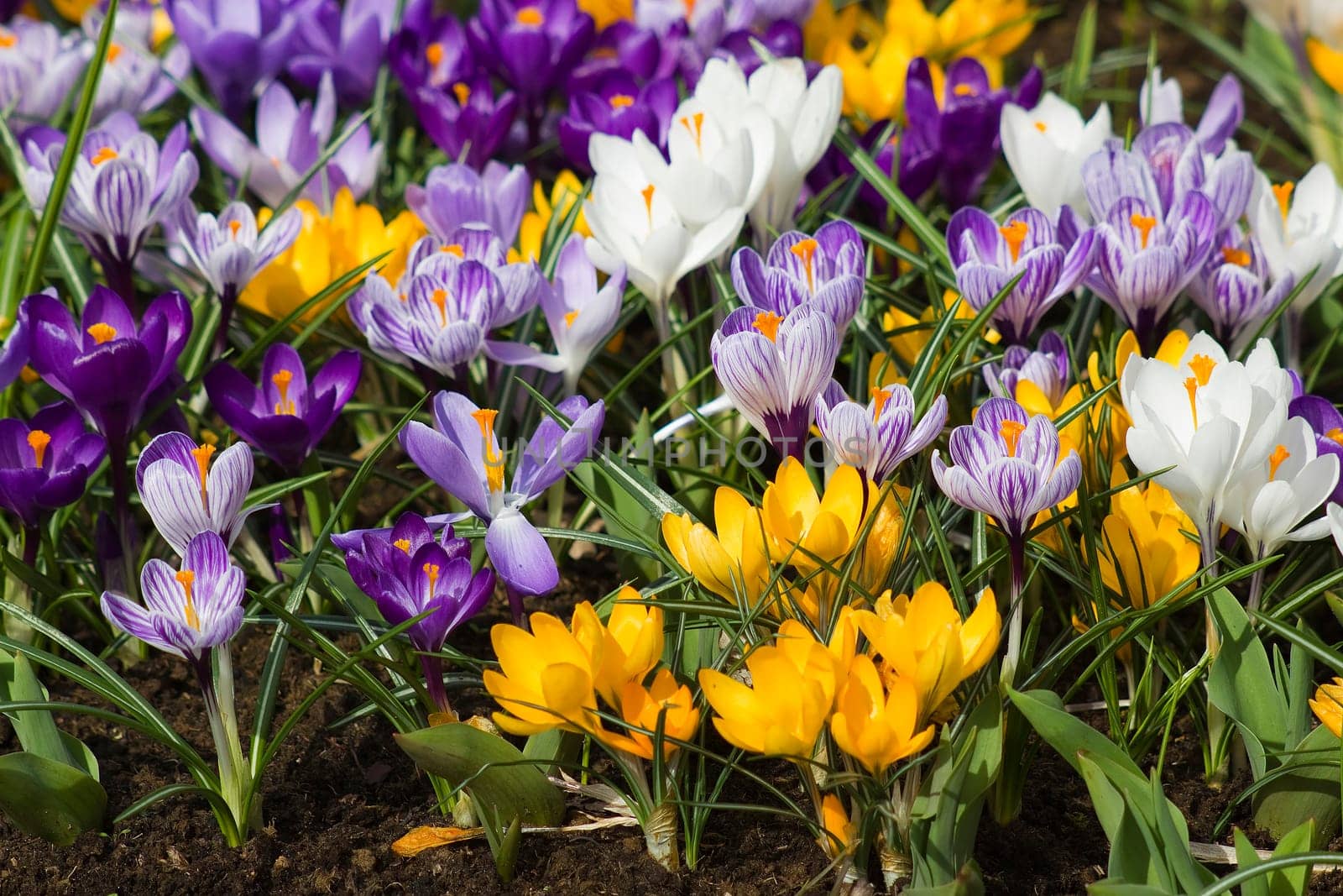 blooming crocus flowers, Keukenhof