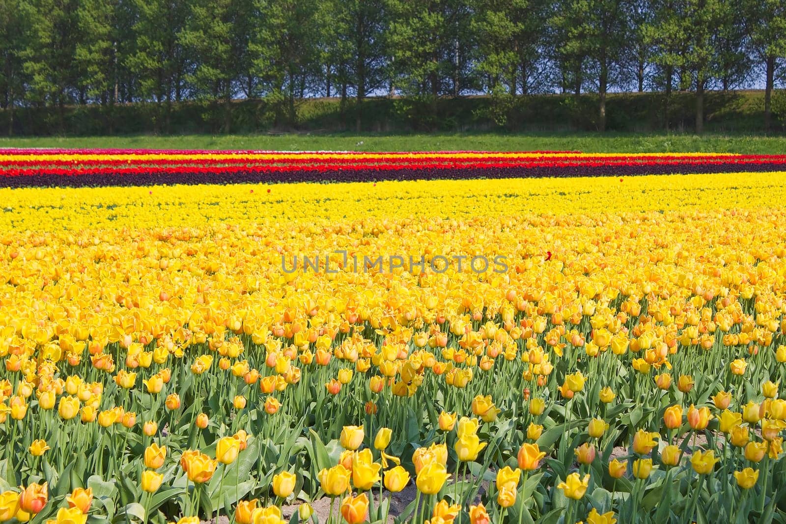 tulip field in the Netherlands