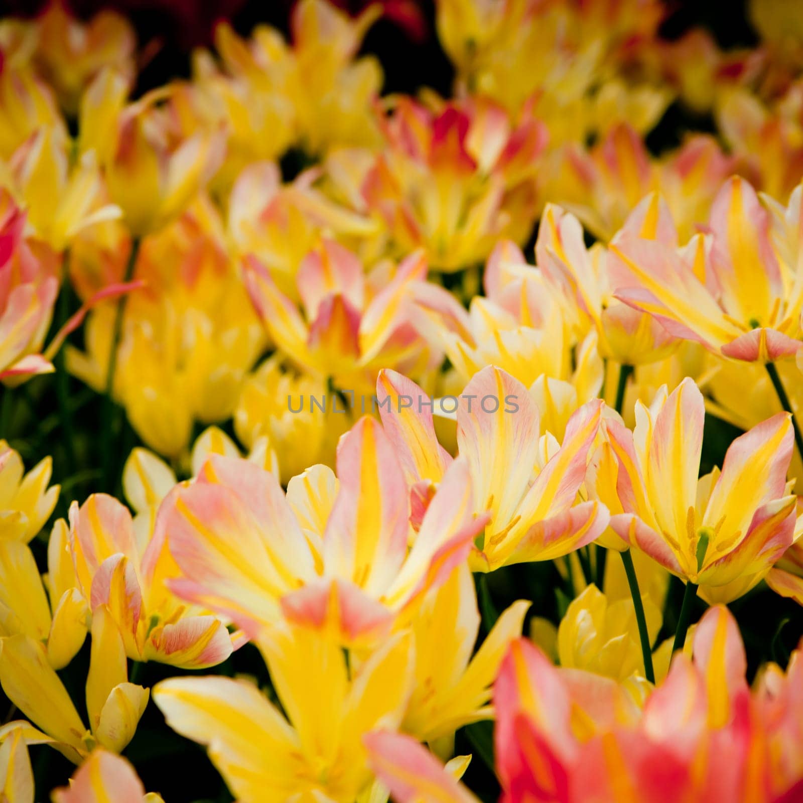 colorful tulips.