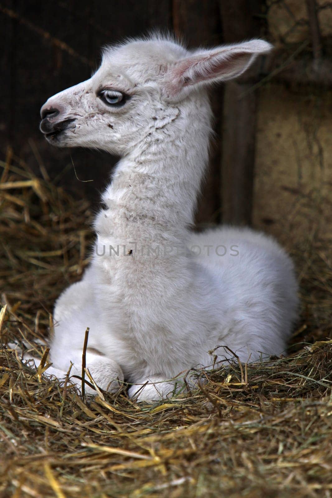 Llama Juvenile