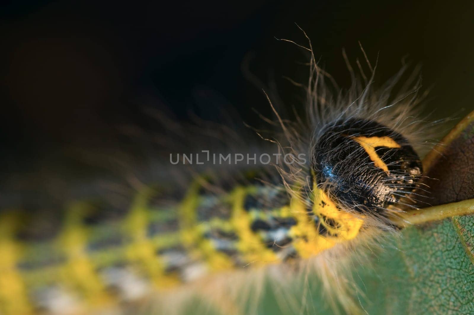 Moonbird caterpillar on a branch