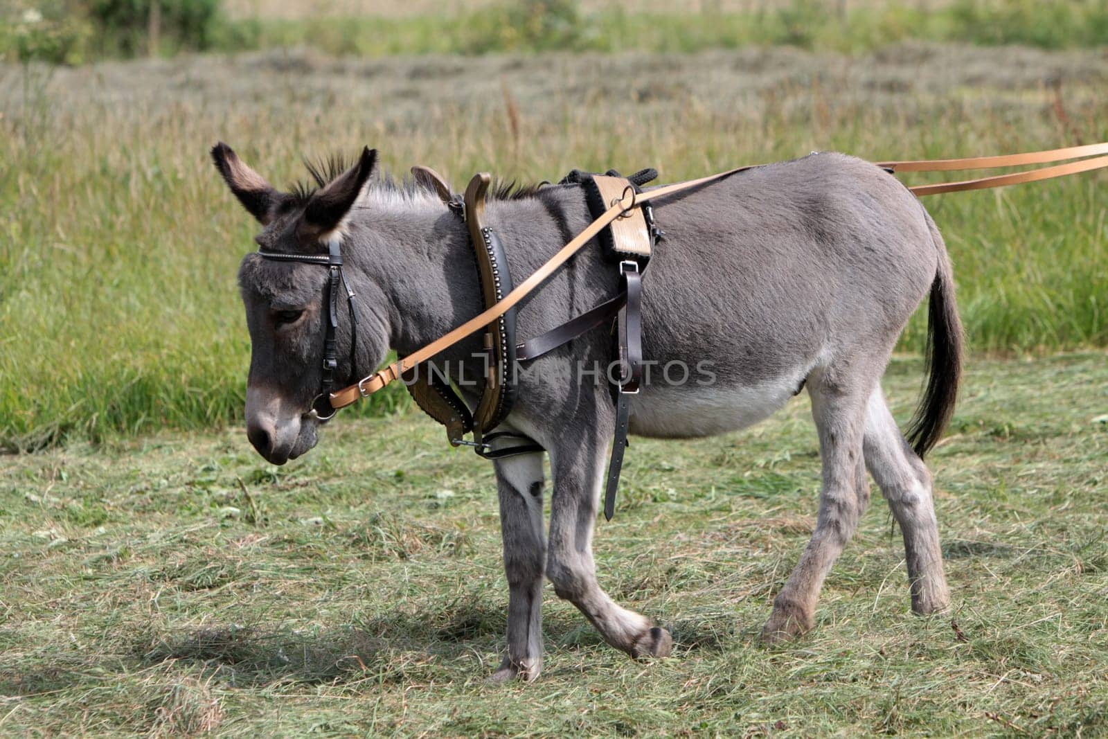 donkey