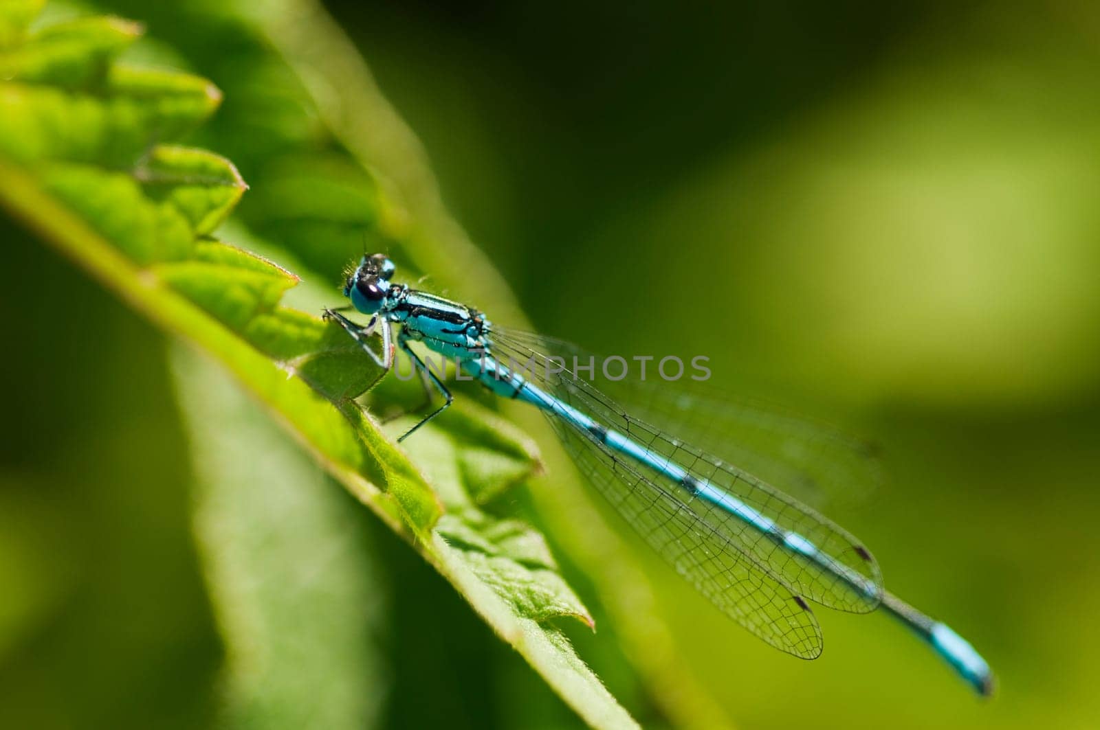 Full body side view of a large damselfly (Ischnura elegans) sitting on a leaf