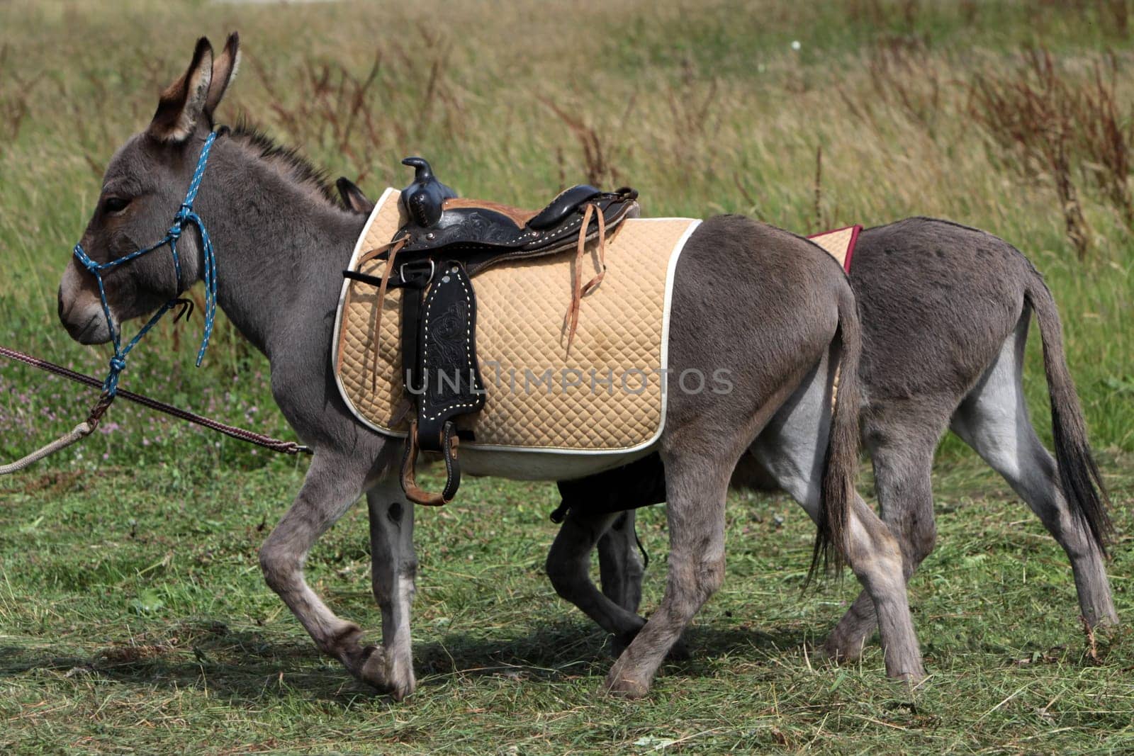 donkey