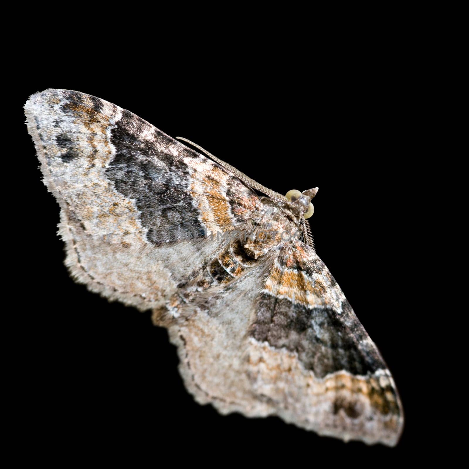 Full-body close-up of a diamond bark moth against a black background