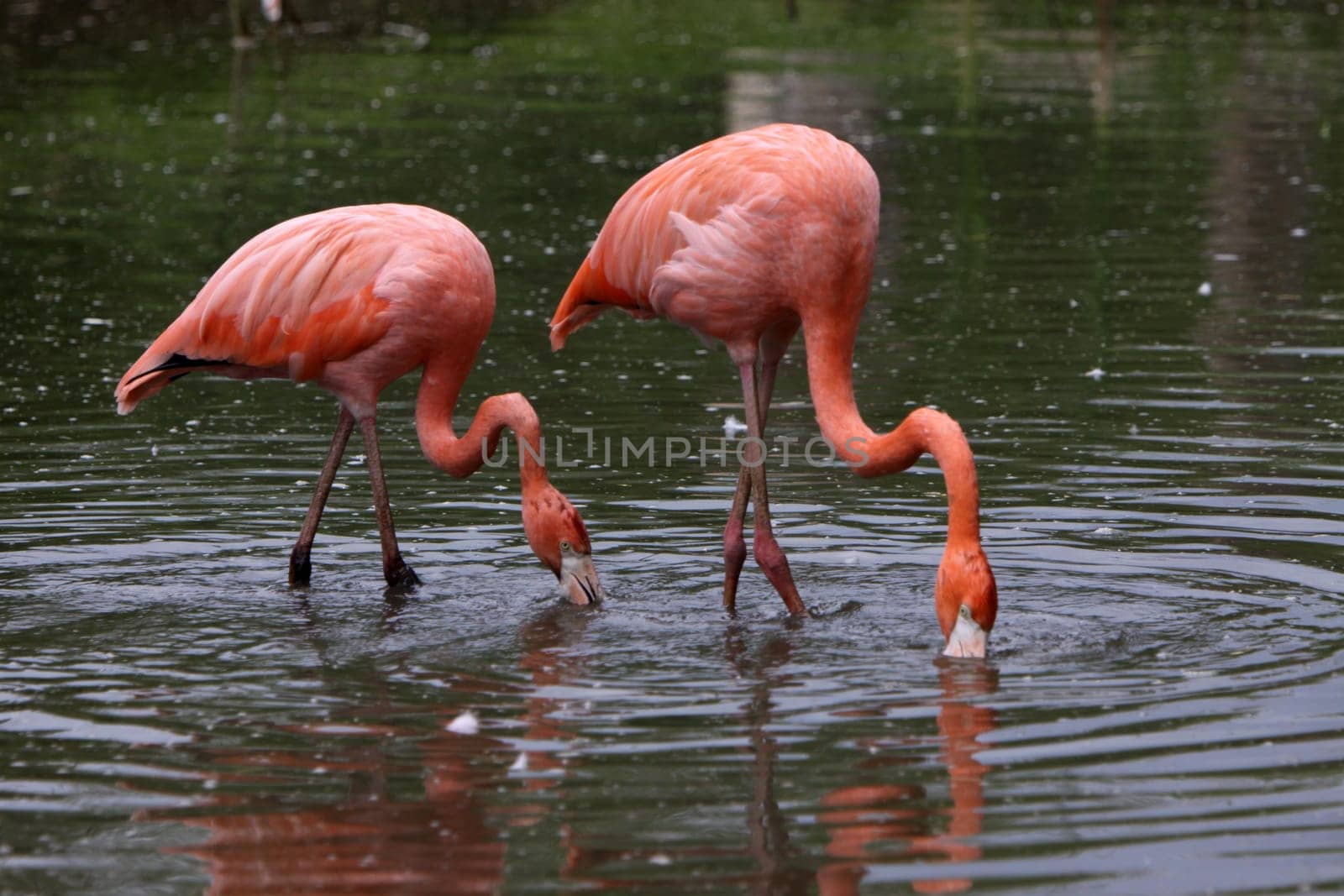 Flamingos