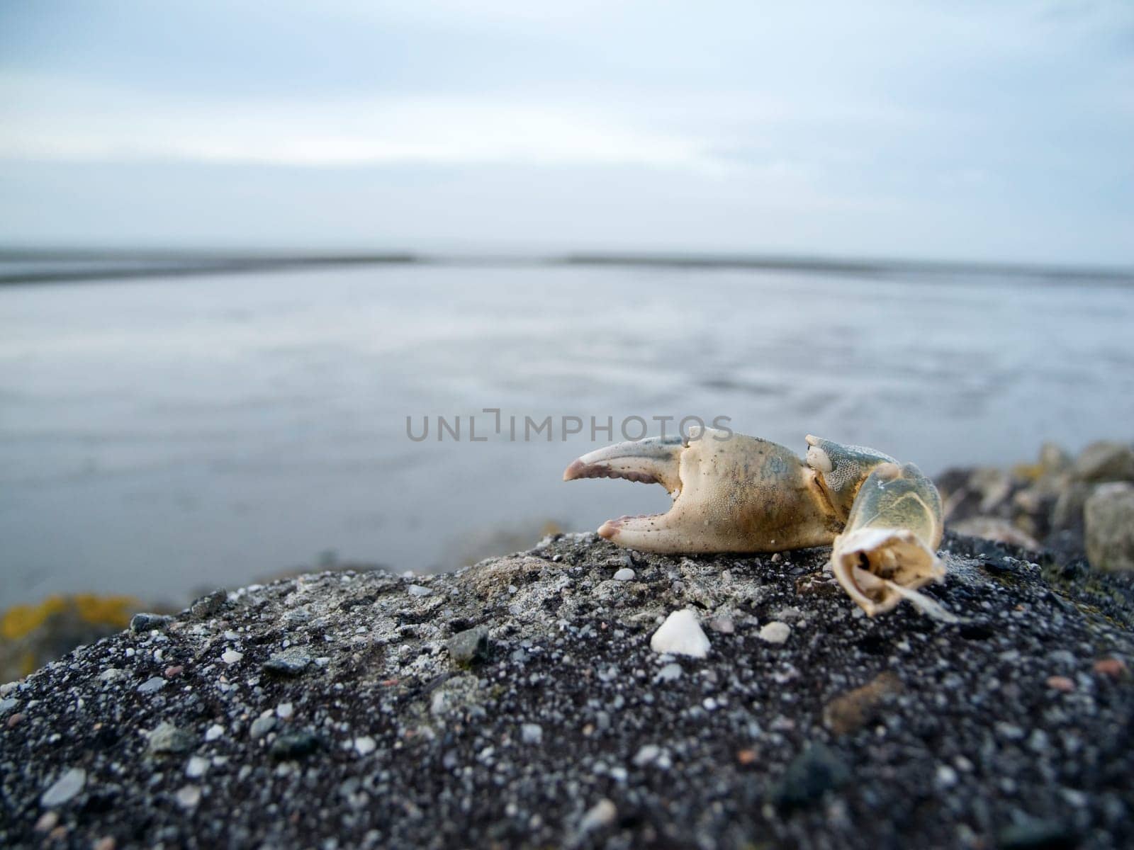 Flat-angle close-up of a severed crab shears on sandy North Sea beach with a blurred view of the Lower Saxony Wadden Sea near the village of Bensersiel in evening daylight