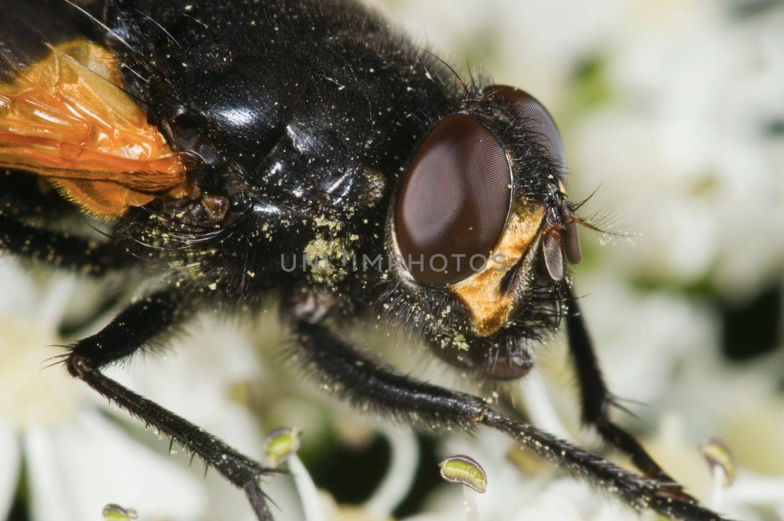 Macro image of a housefly (Musca domestica) in lateral view