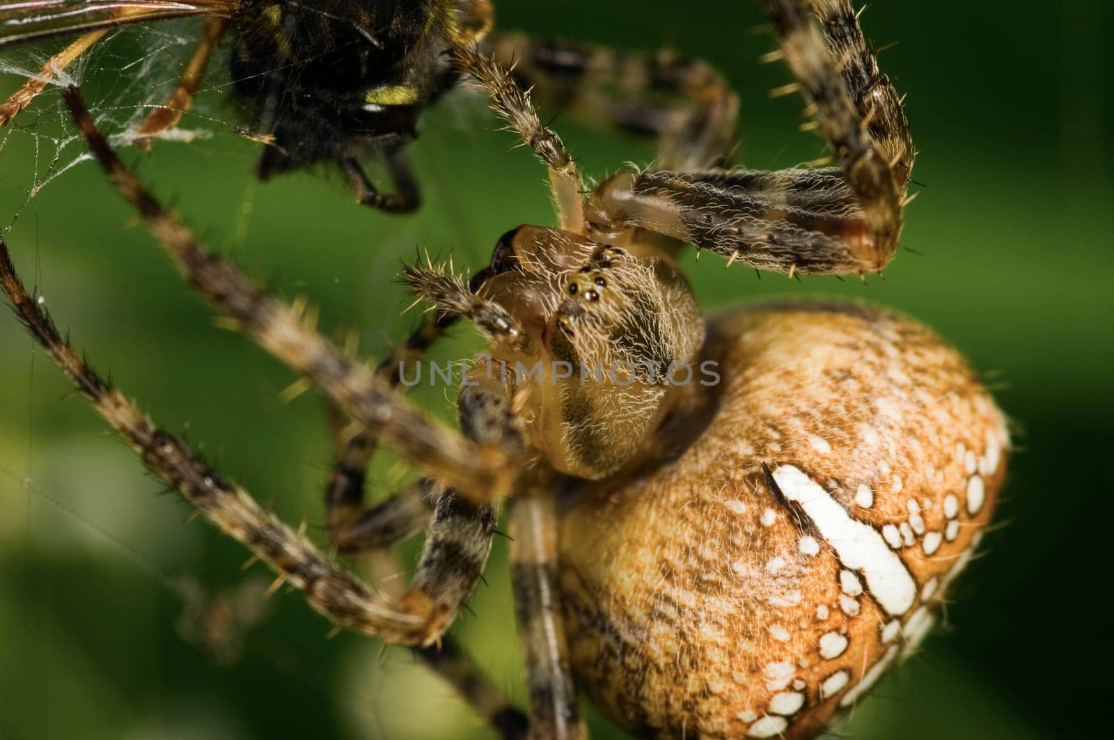 Macro image of a spider (Araneus diadematus) eating a wasp (Vespula germanica)