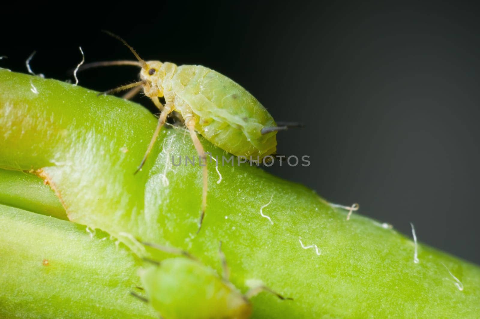 lateral macro image of a two-millimetre green aphid