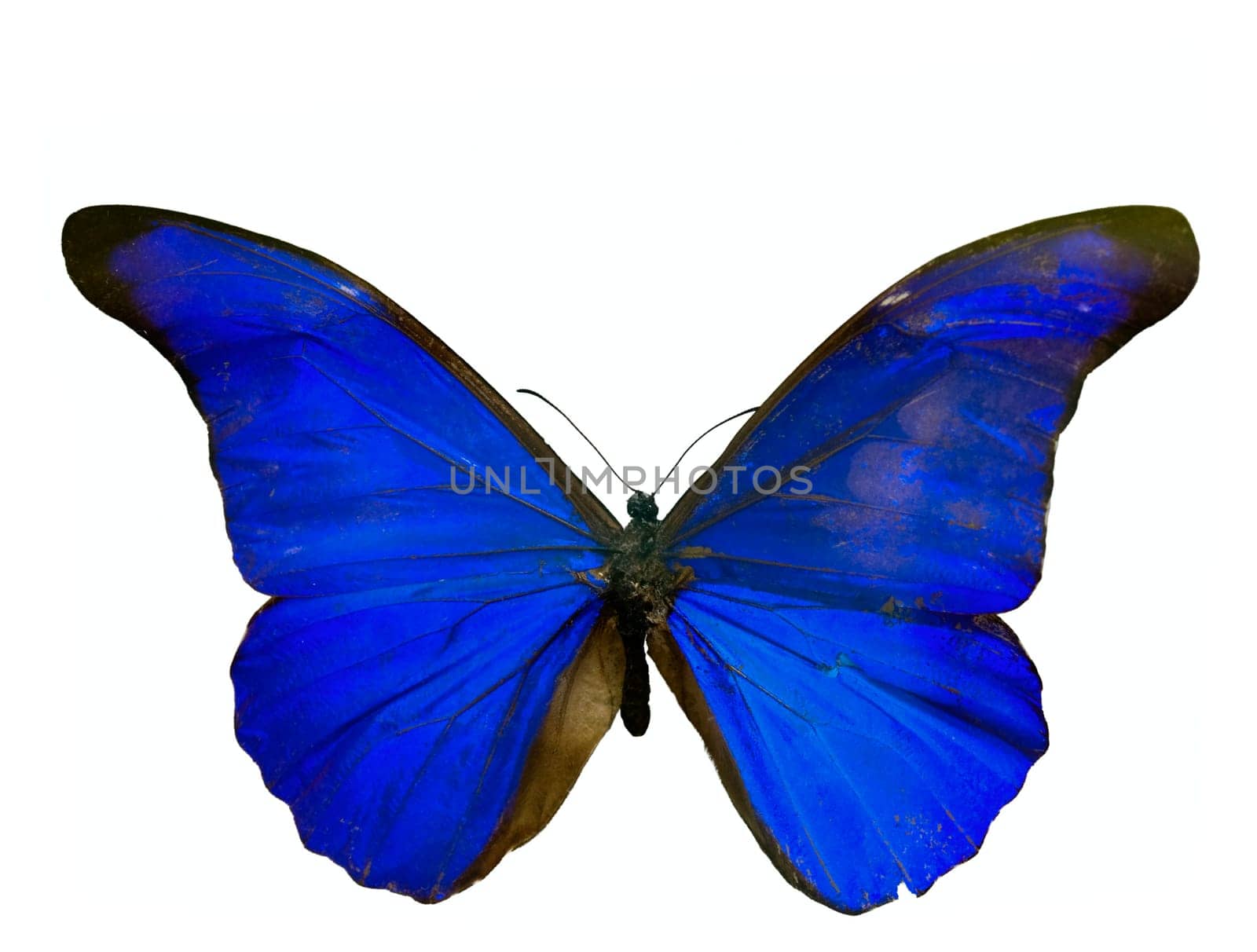 Macro image of a morpho rhetenor isolated on white