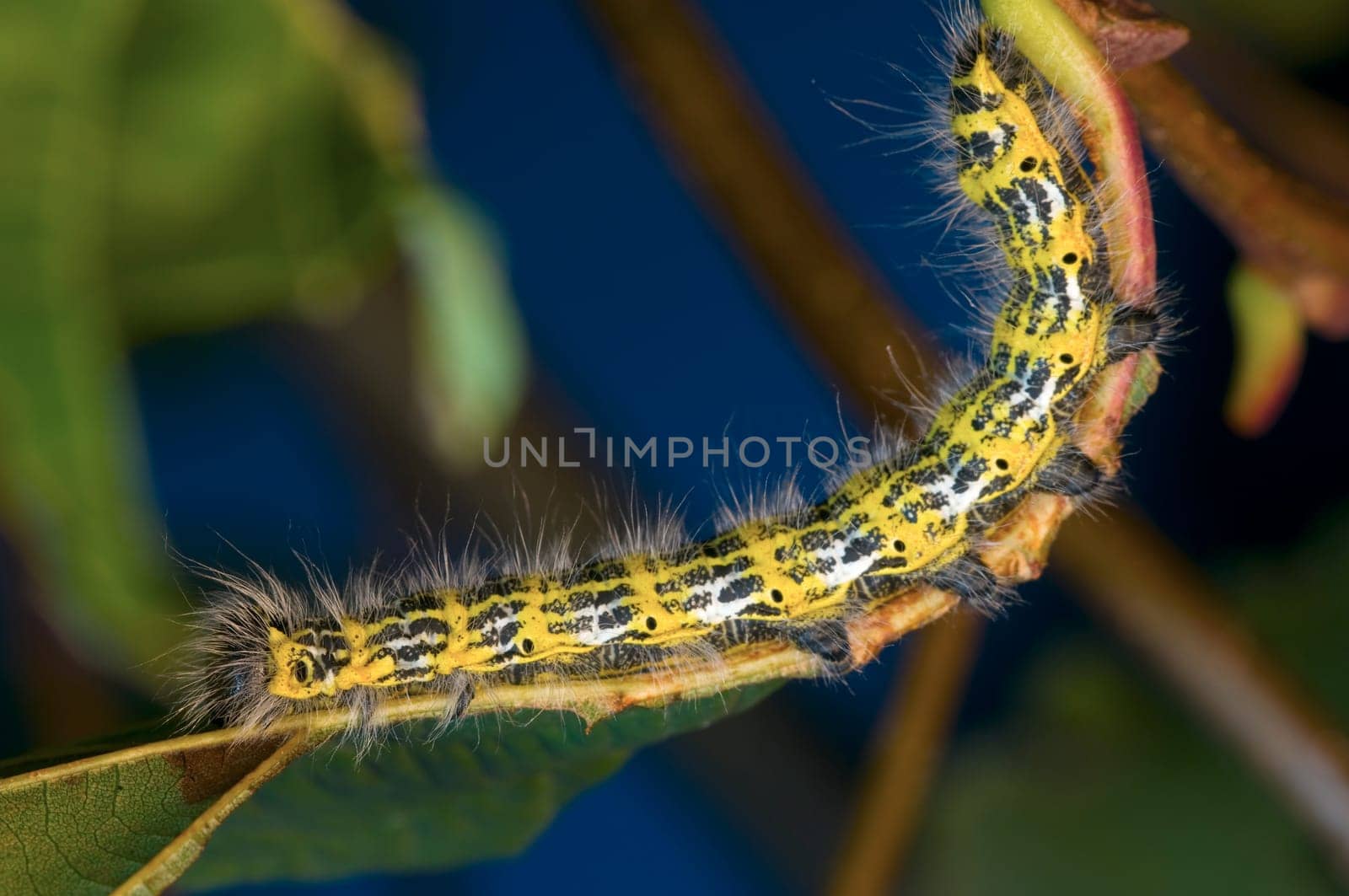 Moonbird caterpillar on a branch