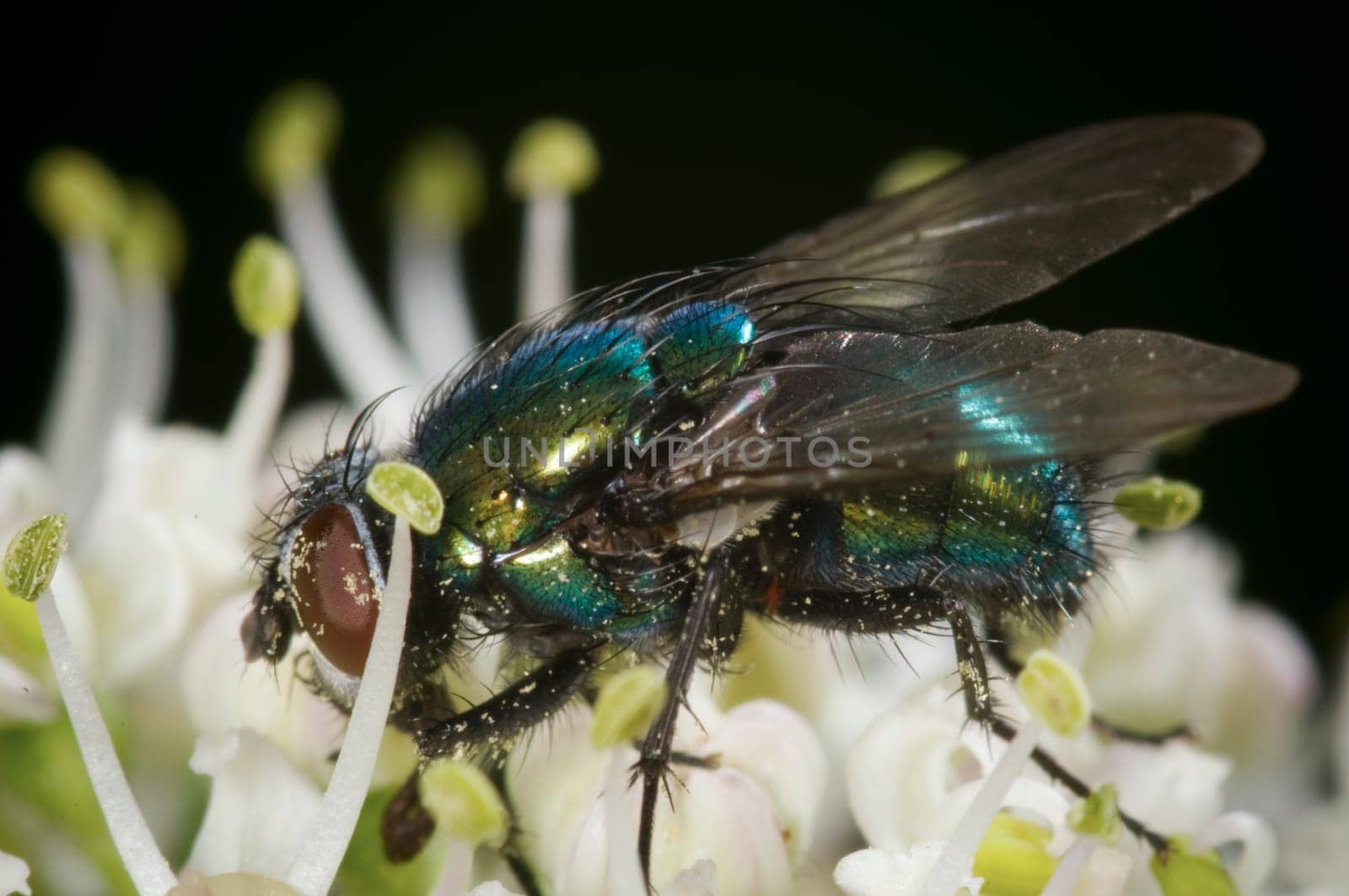 Macro image of a housefly (Musca domestica) in lateral view