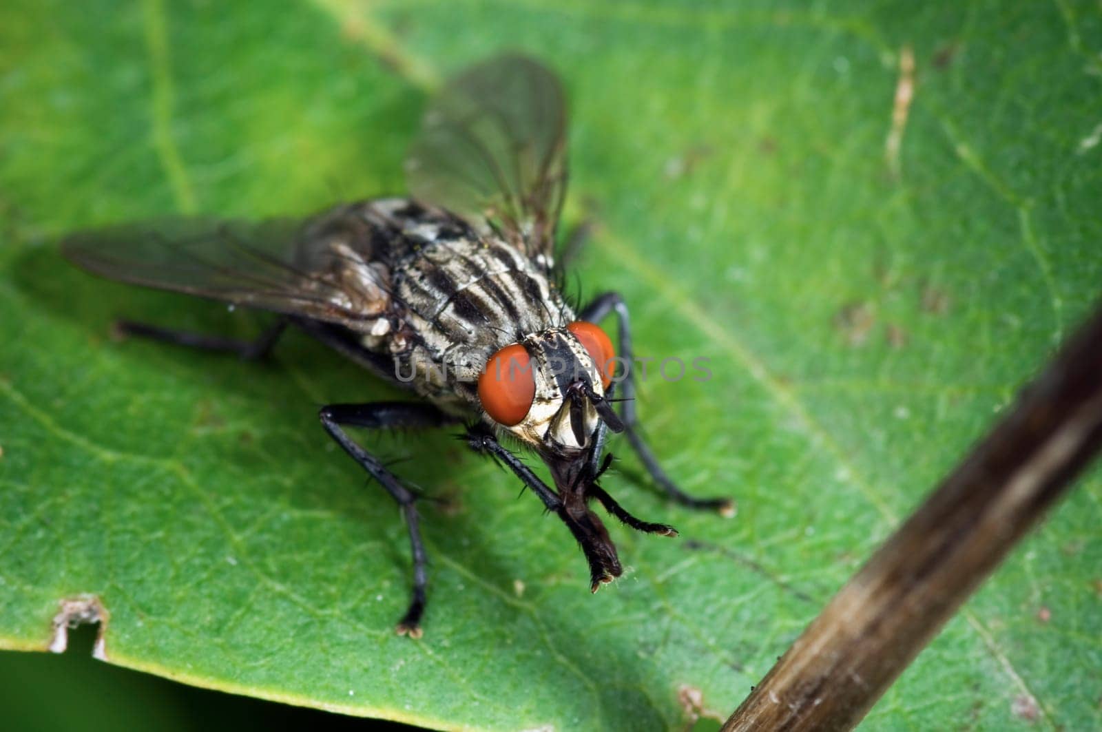 Full body close-up of a meat fly (Sarcophaga nodosa) sitting on a leaf from diagonally in front and above cleaning its legs