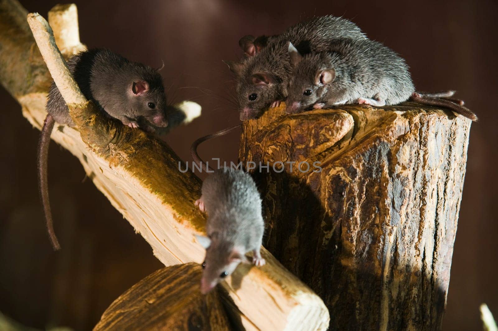 small group of dark Cairo spiny mice (acomys cairo spiny mouse) on branches in dark surroundings