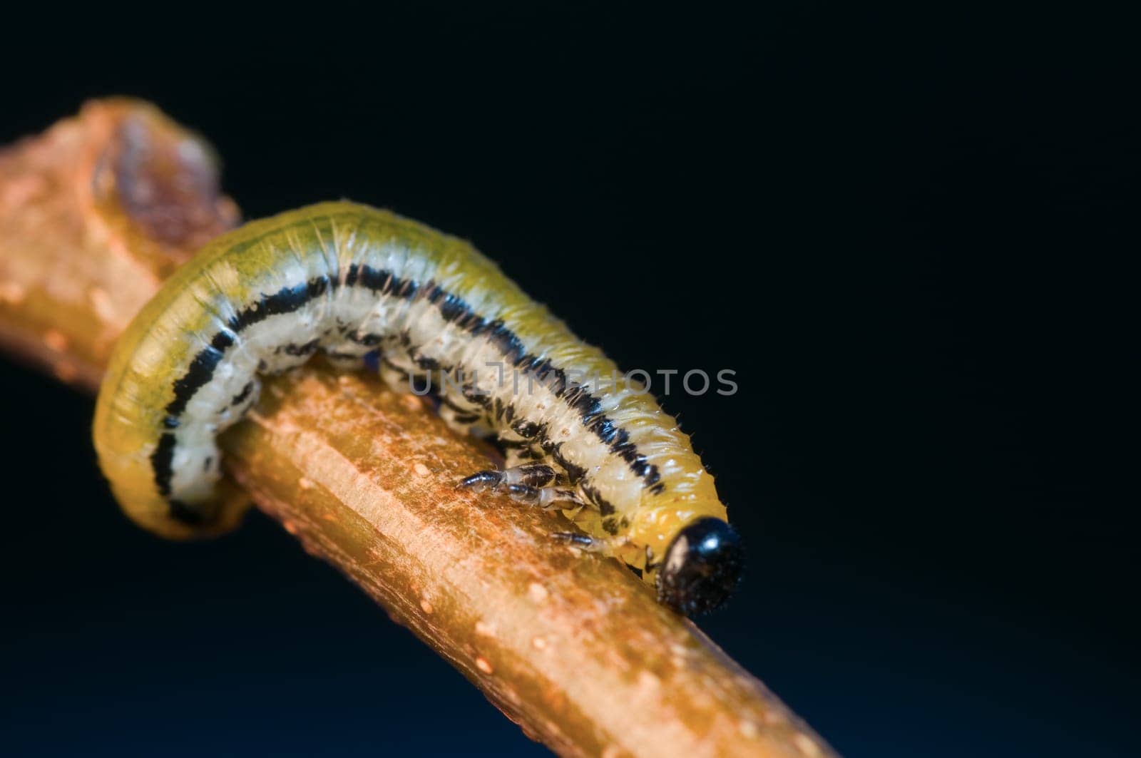 Macro image of a single wasp larva (Allantus scophulariae) on a branch